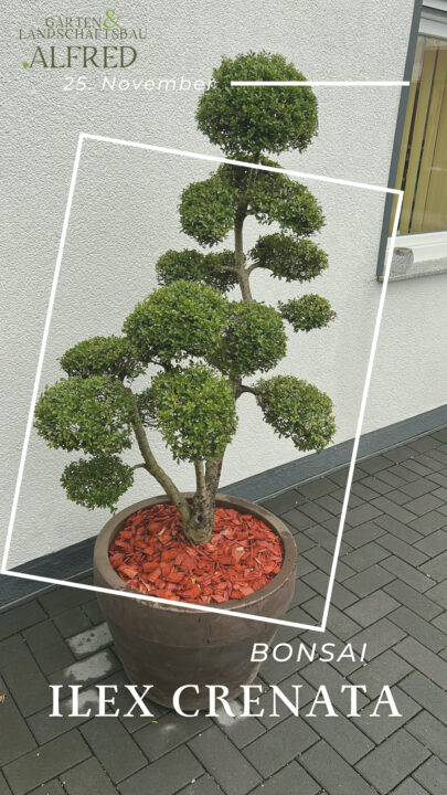 Die faszinierende Welt der Ilex crenata Bonsai Pflegetipps von Garten