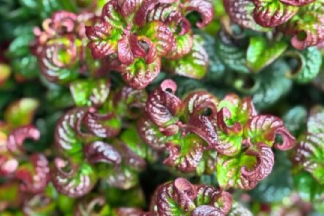 gartenbau-1