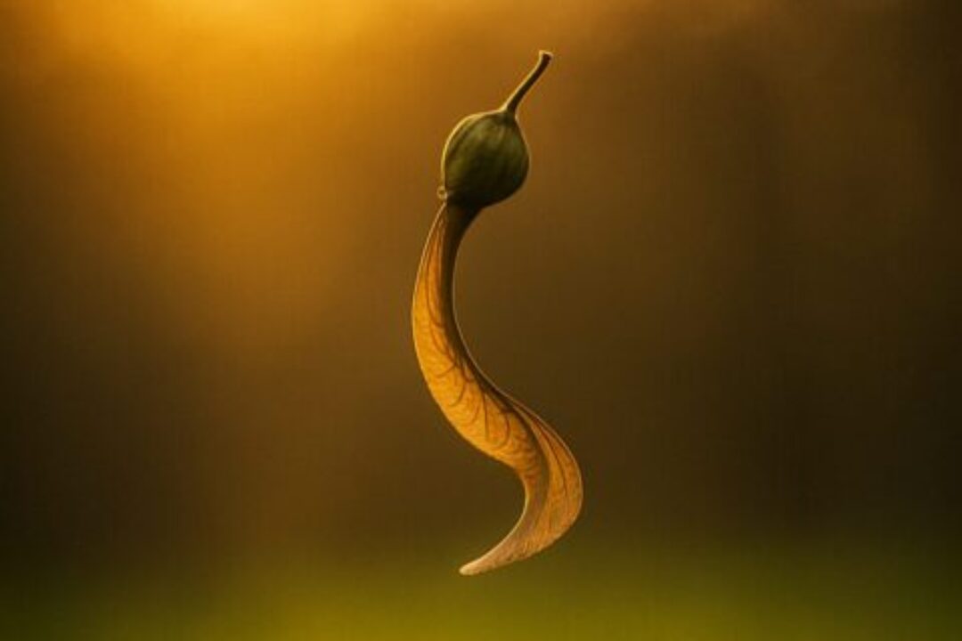 maple_seed_ballerina_des_waldes_im_goldenen_licht.-1