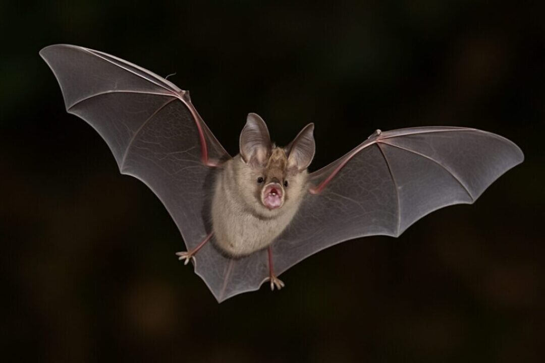 kleine-hufeisennase-flug-rhinolophus-hipposideros-biodiversitaet-1 kleine-hufeisennase-flug-rhinolophus-hipposideros-biodiversitaet-1