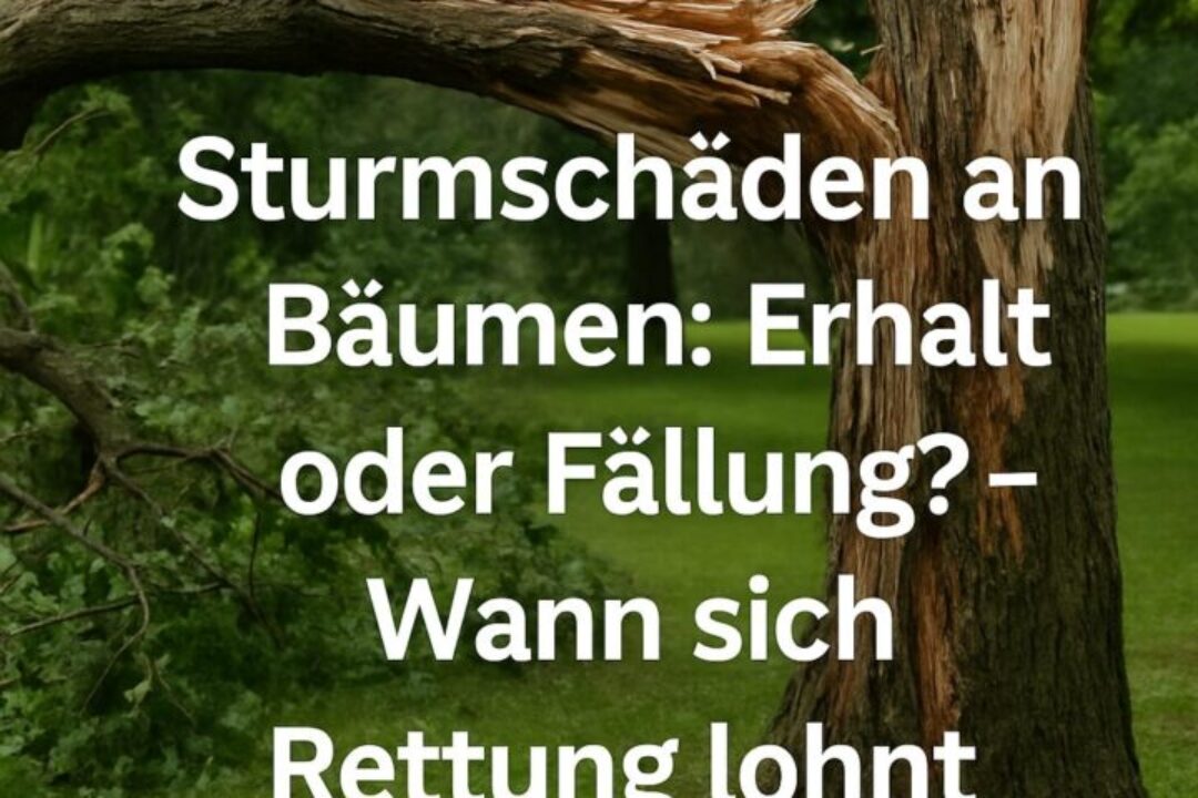 sturmschaeden-baeume-erhalt-faellung-blog-alfred-gmbh sturmschaeden-baeume-erhalt-faellung-blog-alfred-gmbh