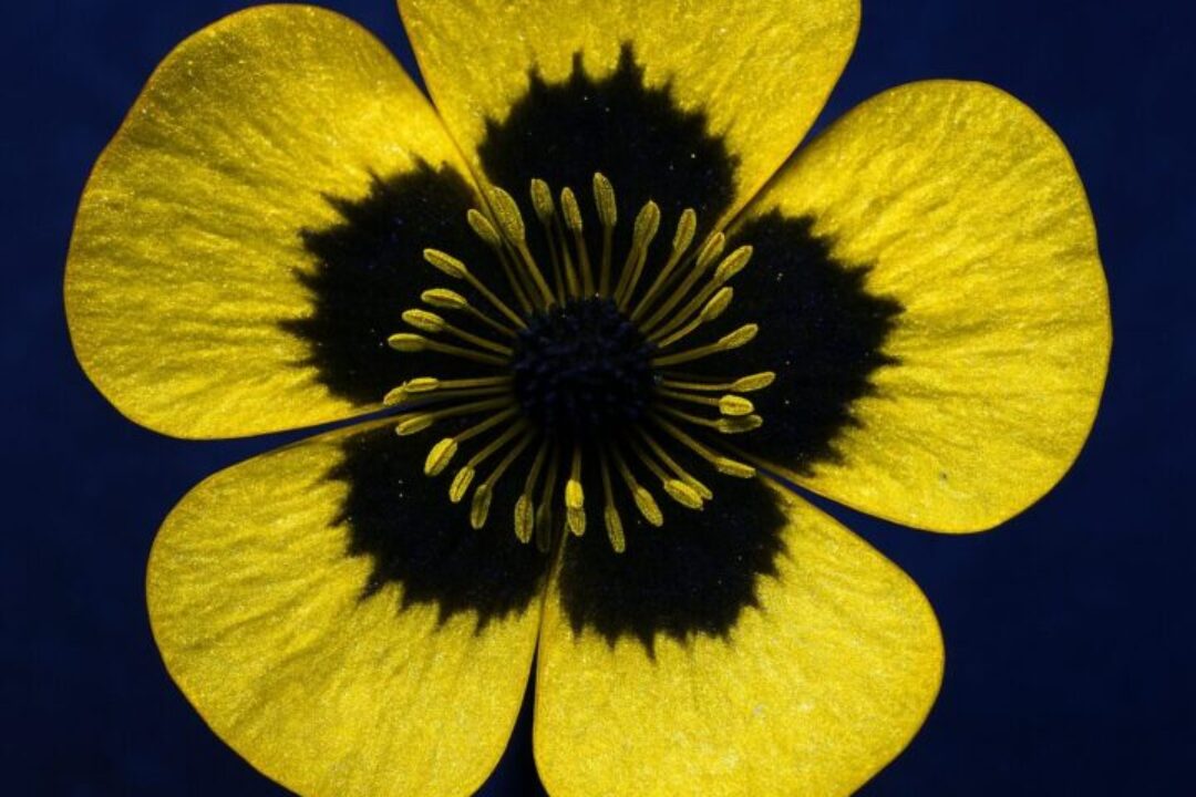 uv-muster-bluete-ranunculus-acris-butterblume-1 uv-muster-bluete-ranunculus-acris-butterblume-1